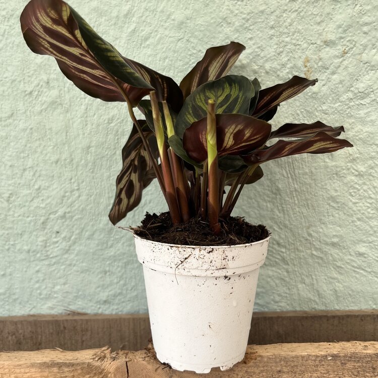 GREEN Calathea-Makoyana, 4"
