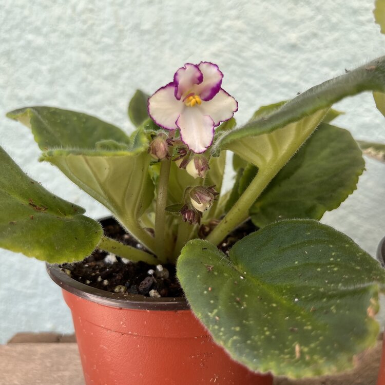 GREEN African Violet-Assorted, 4"