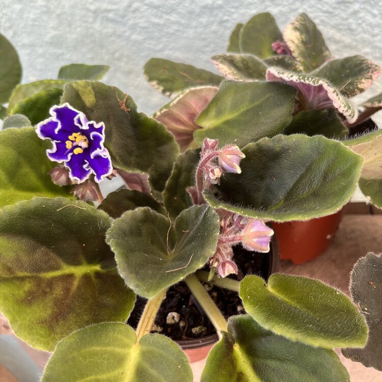 GREEN African Violet-Assorted, 4"