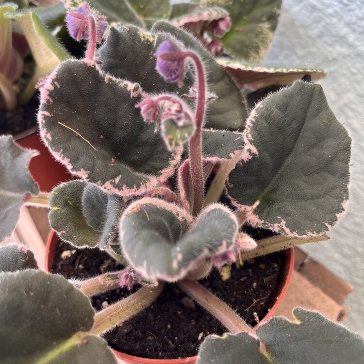 GREEN African Violet-Assorted, 4"