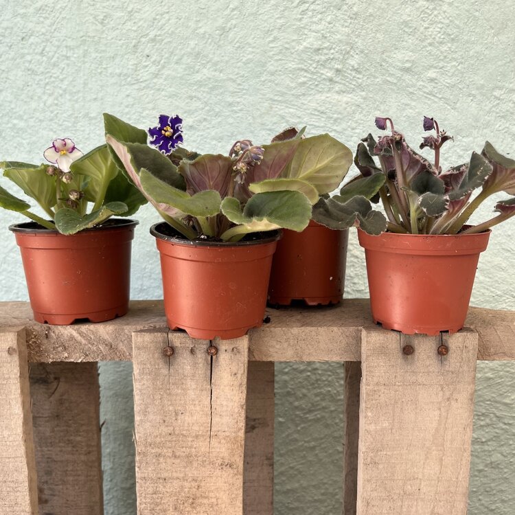 GREEN African Violet-Assorted, 4"