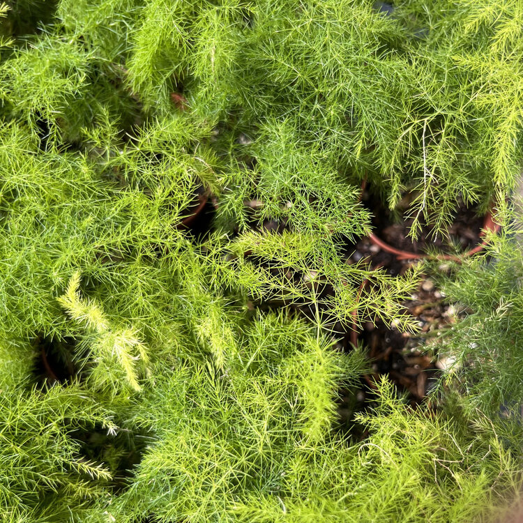 GREEN Fern-plumosa (Asparagus Fern), 2"