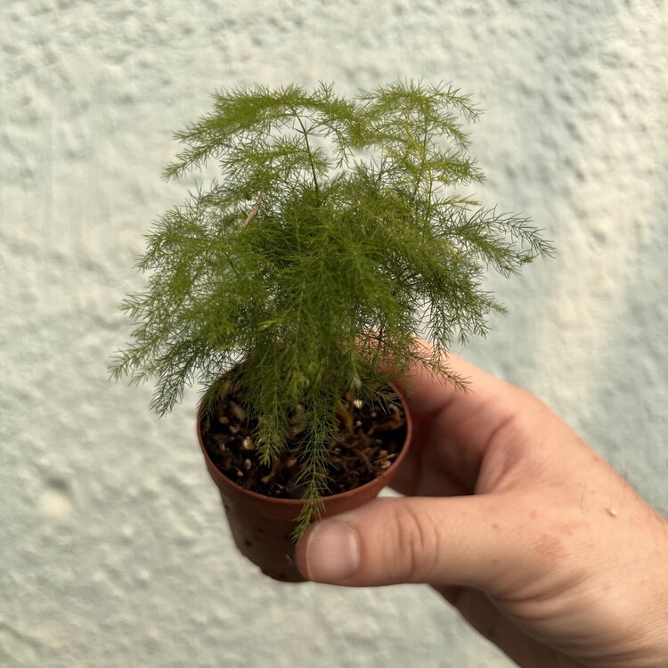 GREEN Fern-plumosa (Asparagus Fern), 2"