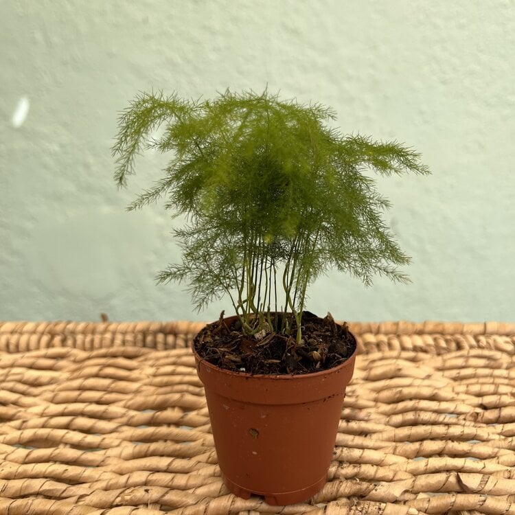 GREEN Fern-plumosa (Asparagus Fern), 2"