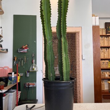 GREEN Euphorbia-Ammak Green, 5g