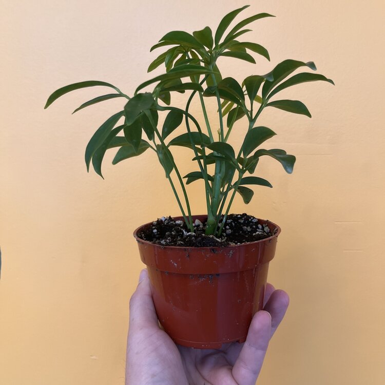 GREEN Schefflera-Arboricola Bush Green, 4”