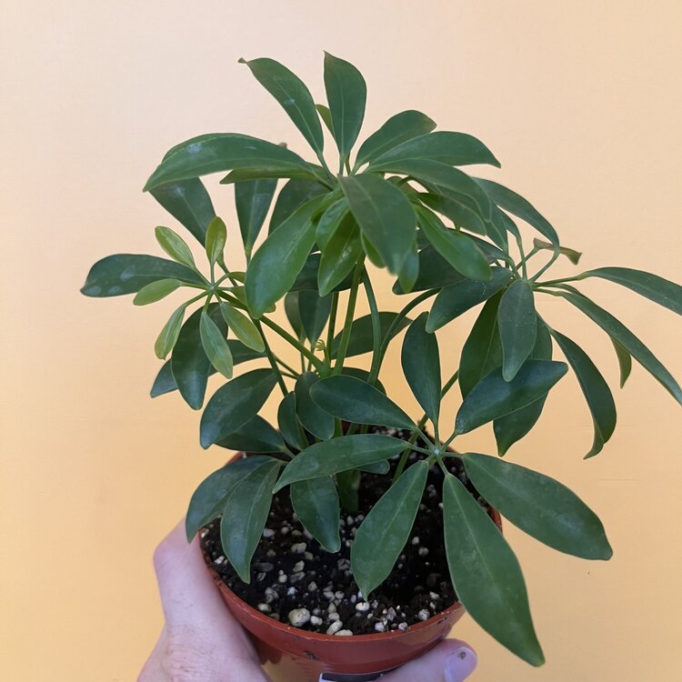 GREEN Schefflera-Arboricola Bush Green, 4”
