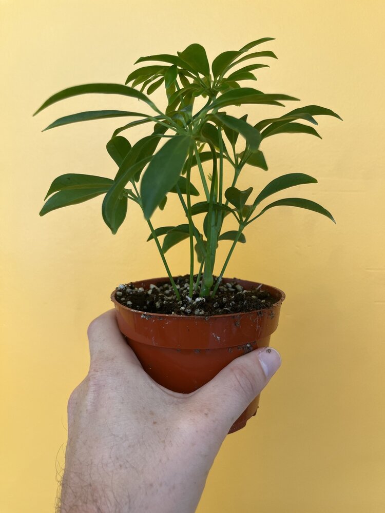 GREEN Schefflera-Arboricola Bush Green, 4”