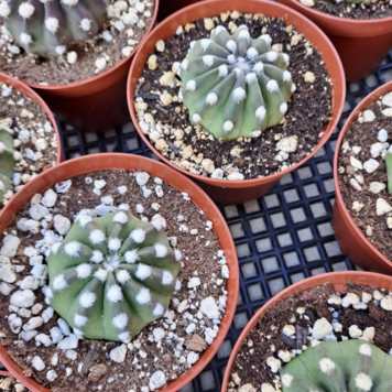 C Echinopsis - Ancistrophora domino 4 inch