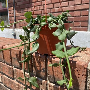 GREEN Ceropegia-sandersonii (Parachute Plant) 6 inch HB