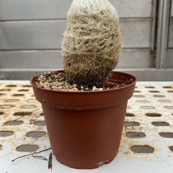 GREEN Cactus - Old Man 4 inch
