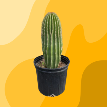 Floor A Cactus -Neobuxbaumia polyopha (Cone Cactus ) 5g