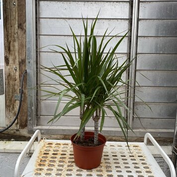 GREEN Dracaena-Marginata Cane 6 inch