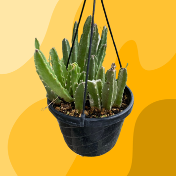 Floor A Cactus Stapelia, 8HB