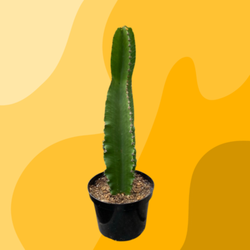 C Euphorbia-Ingens, 8"