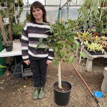 GREEN Ficus-Audrey 12 inch Standard