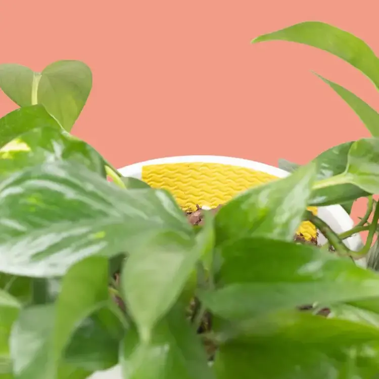 YELLOW Compostable Gnat Traps