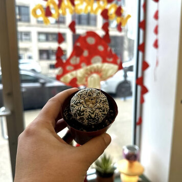 GREEN Cactus- Astrophytum asterias Superkabuto 3 in