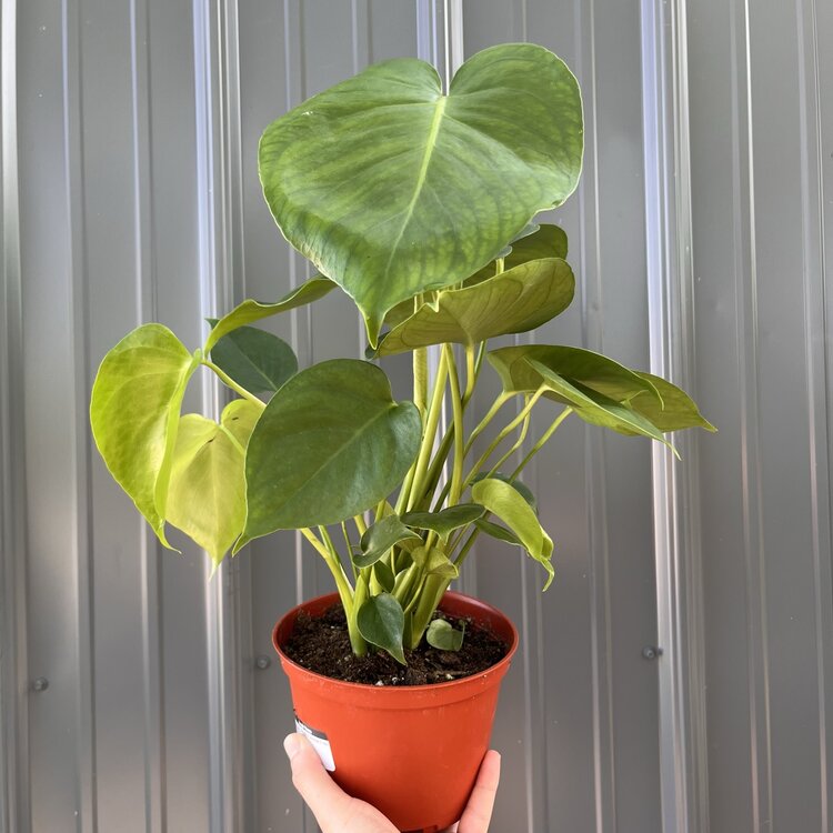 GREEN Monstera-Deliciosa, 6"