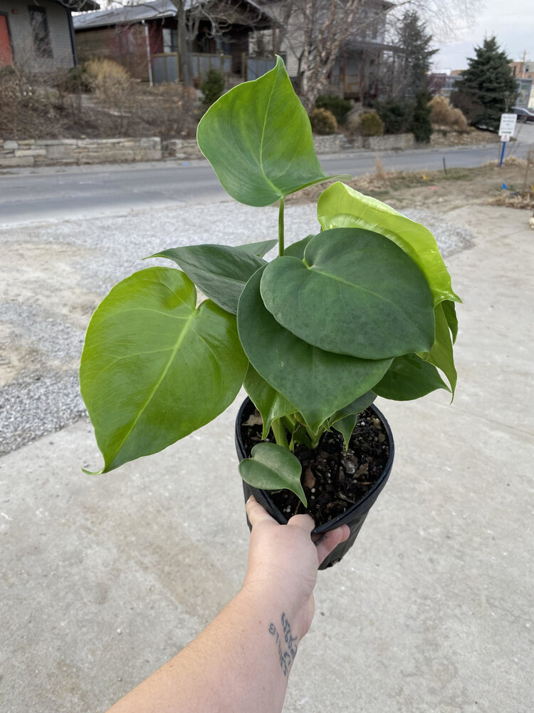 GREEN Monstera-Deliciosa, 6"