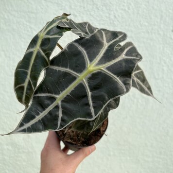 GREEN Alocasia - Polly, 4"