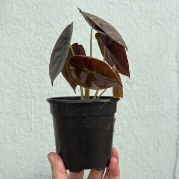 A Alocasia - Cuprea 'Red Secret' 4"