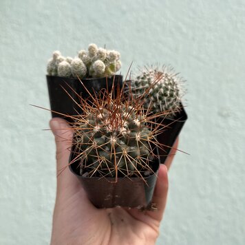 C Cactus-Assorted, 2"