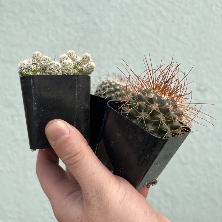 GREEN Cactus-Assorted, 2"
