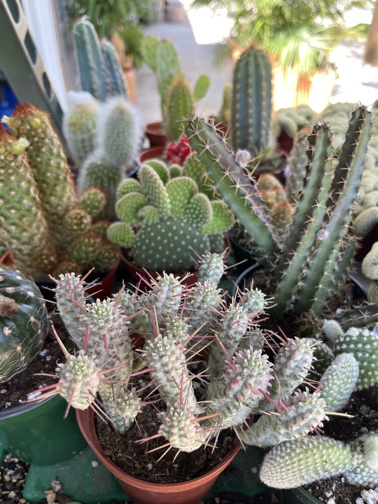 GREEN Cactus-Assorted, 4"