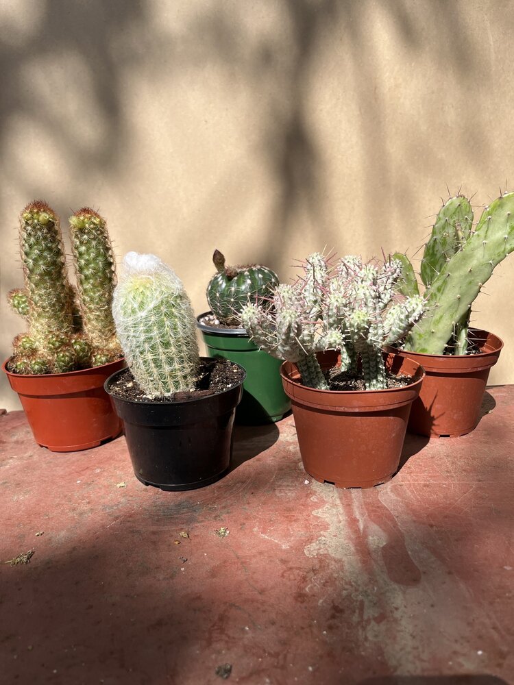 GREEN Cactus-Assorted, 4"