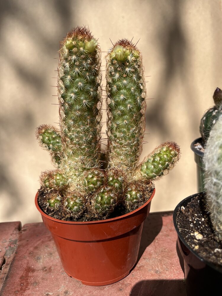 GREEN Cactus-Assorted, 4"
