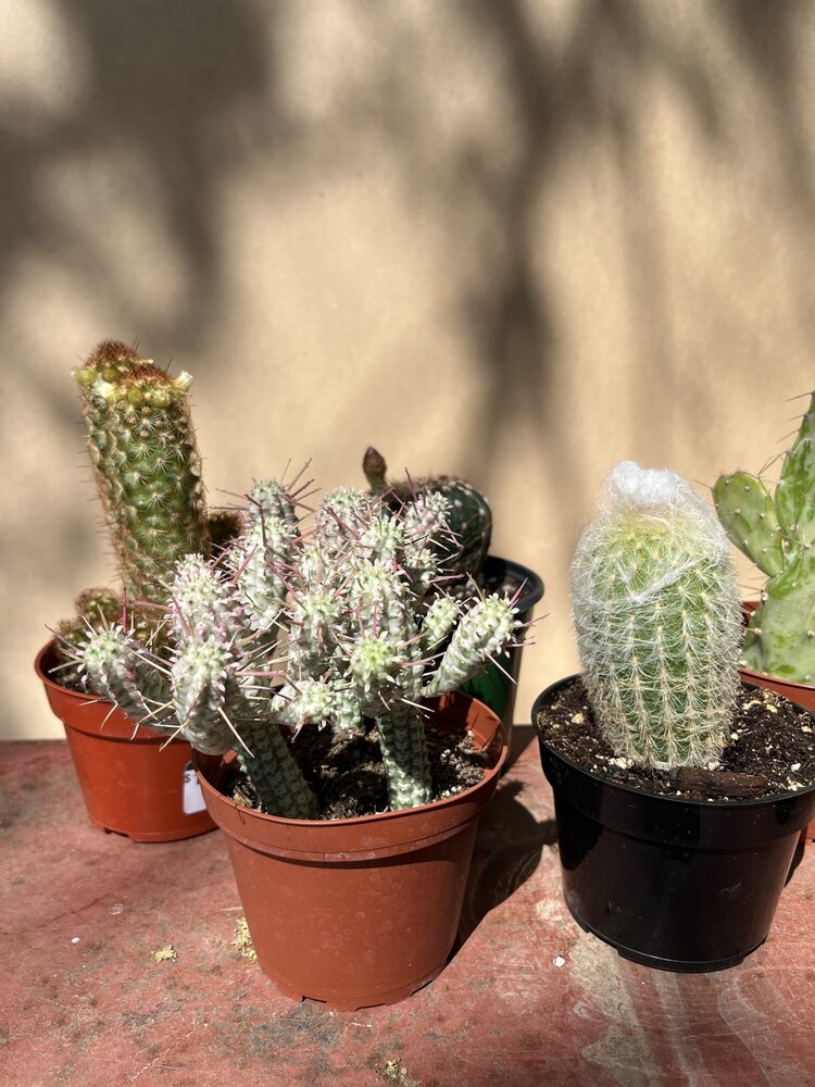 GREEN Cactus-Assorted, 4"