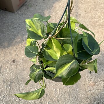 GREEN Philodendron-Brasil, 8"HB