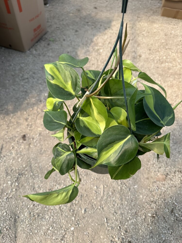 GREEN Philodendron-Brasil, 8"HB