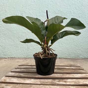 A Anthurium-Hookerii Renaissance, 6"