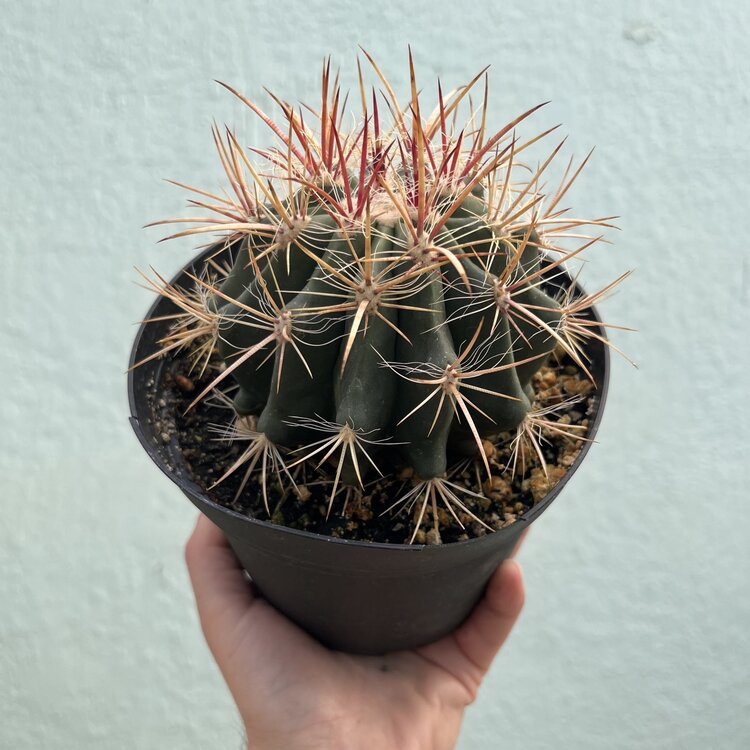 GREEN Ferocactus - gracilis, 6"