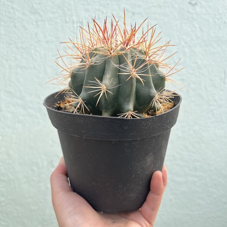 GREEN Ferocactus - gracilis, 6"