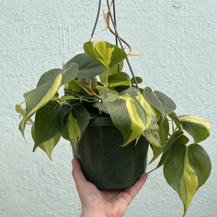 GREEN Philodendron-Brasil, 8"HB
