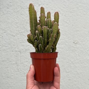 GREEN Cactus-Fairy Castle, 4"