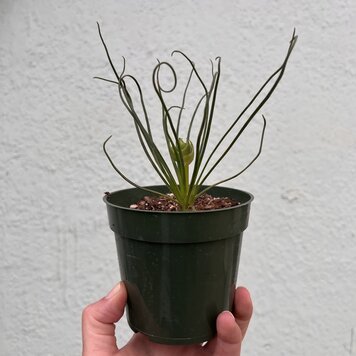 B Albuca - Frizzle Sizzle, 4"