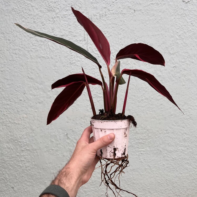 GREEN Stromanthe-Triostar, 4"