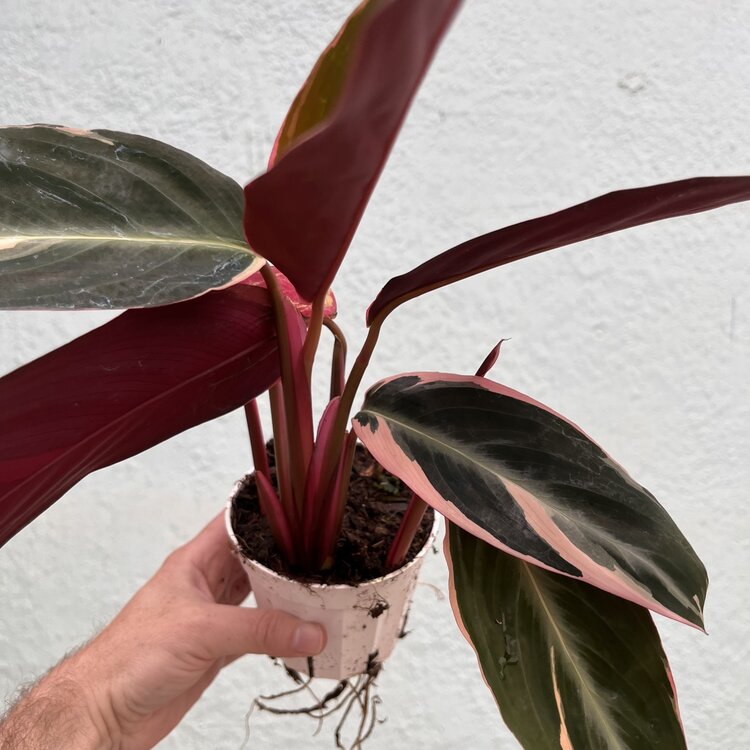 GREEN Stromanthe-Triostar, 4"