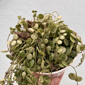 GREEN Peperomia-Prostrata (String of Turtles), 4"