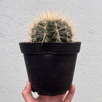 C Golden Barrel Cactus (Echinocactus grusonii), 6"