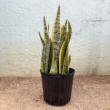 G Sansevieria-Laurentii, 10"