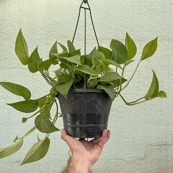 GREEN Pothos-Jade, 8" HB