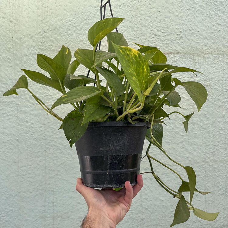 GREEN Pothos - Golden, 6" HB