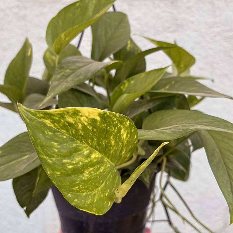 GREEN Pothos - Golden, 6" HB