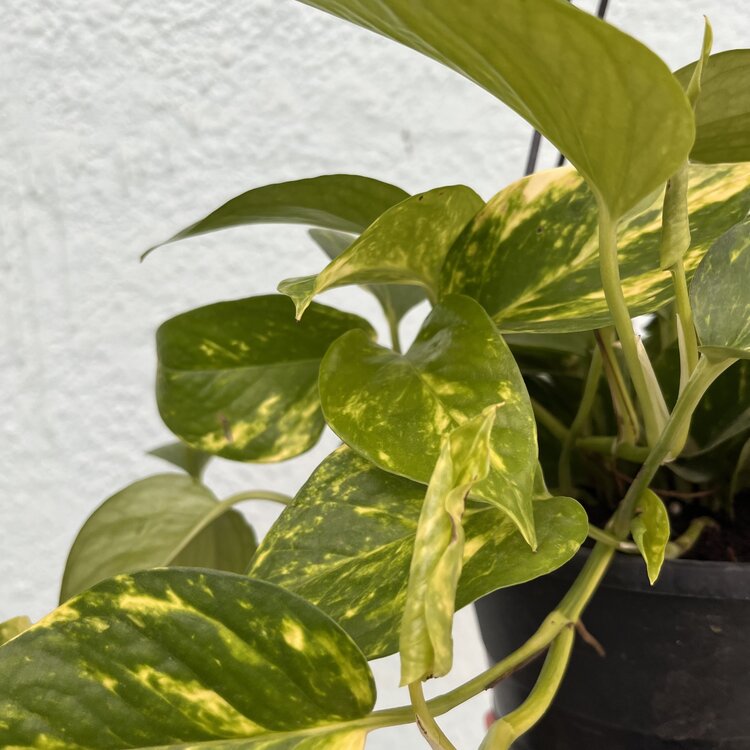 GREEN Pothos - Golden, 8" HB