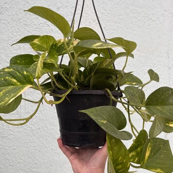 GREEN Pothos - Golden, 8" HB